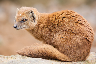 Cynictis penicillata penicillata
