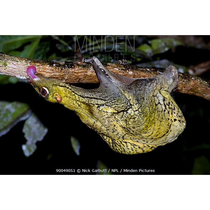 Филиппинский шерстокрыл (Cynocephalus volans) Фото №7