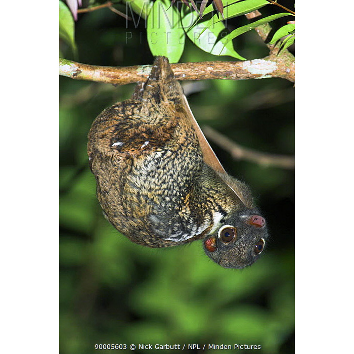 Филиппинский шерстокрыл (Cynocephalus volans) Фото №8
