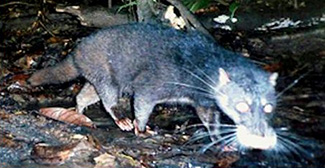 Cynogale bennettii bennettii