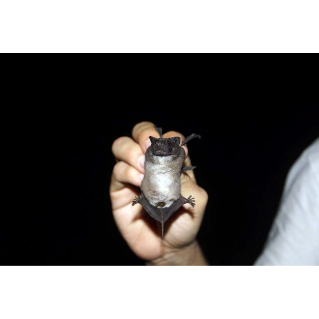 Southern Dog-Faced Bat (Cynomops planirostris) Фото №4