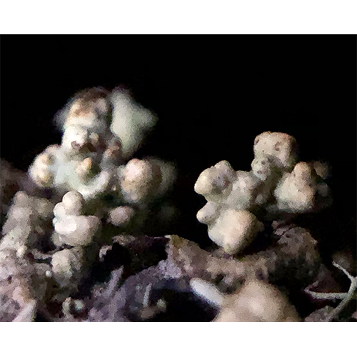 Отряд Cyphobasidiales фото