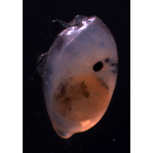 Семейство Cypridinoidea фото