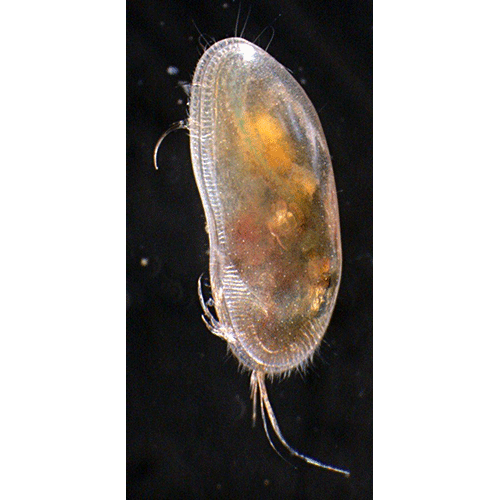 Семейство Cypridoidea фото