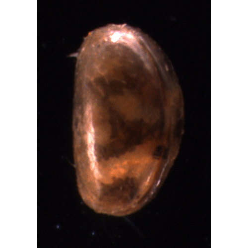Семейство Cypridopsidae фото