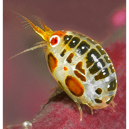 Семейство Cyproideidae фото