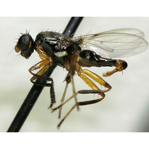 Семейство Cypselosomatidae	 фото