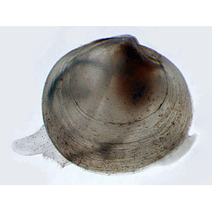 Семейство Cyrenoidoidea  фото