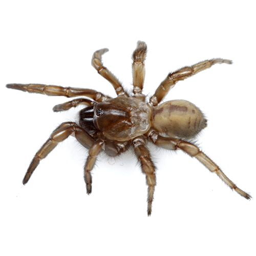 Семейство Cyrtaucheniidae фото