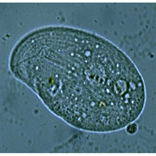 Класс Cyrtophoria фото