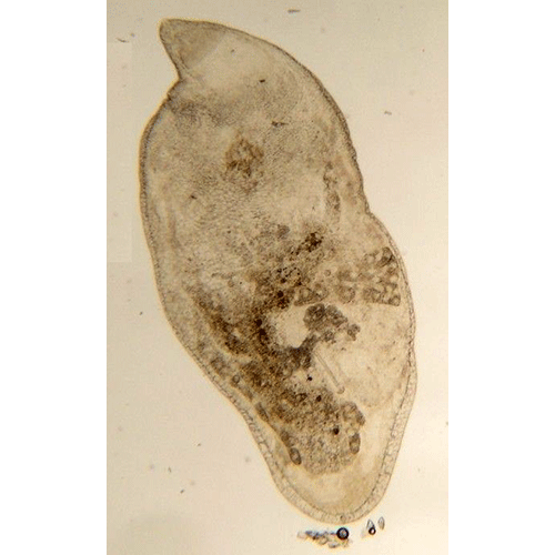 Семейство Cystiplanidae  фото