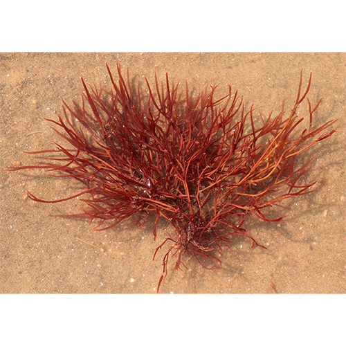Семейство Cystocloniaceae фото