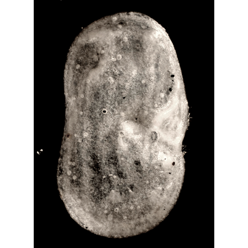 Семейство Cytherelloidea фото