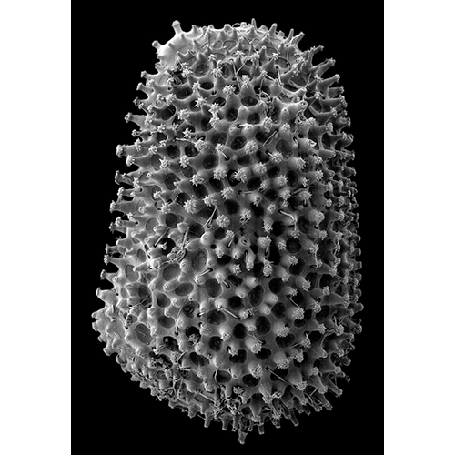 Семейство Cytheroidea фото