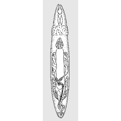 Семейство Cytocystidae  фото