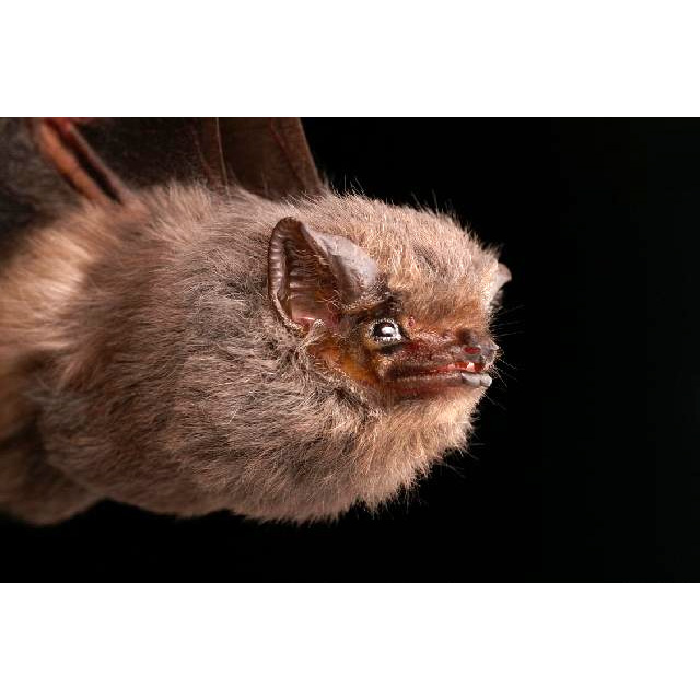 Короткоухий мешкокрыл (Cyttarops alecto) Фото №6