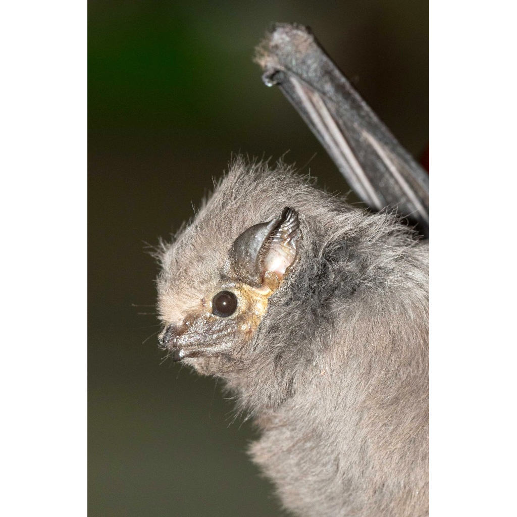 Короткоухий мешкокрыл (Cyttarops alecto) Фото №7
