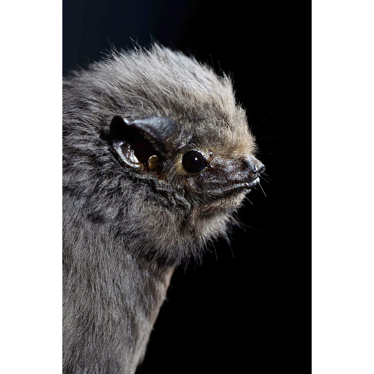 Короткоухий мешкокрыл (Cyttarops alecto) Фото №8