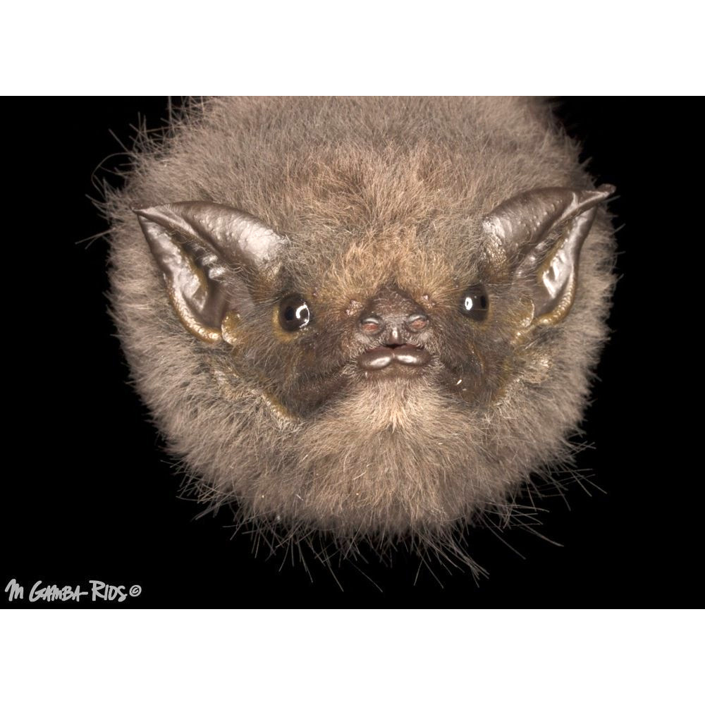 Короткоухий мешкокрыл (Cyttarops alecto) Фото №9