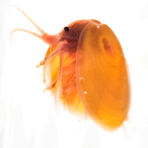 Семейство Cyzicidae фото