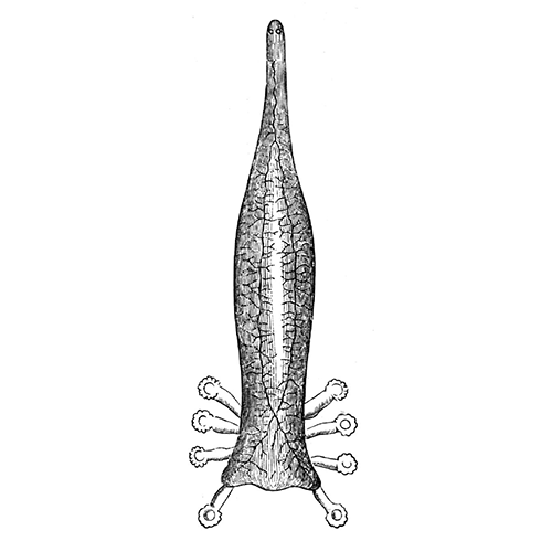 Семейство Dactylocotylidae  фото