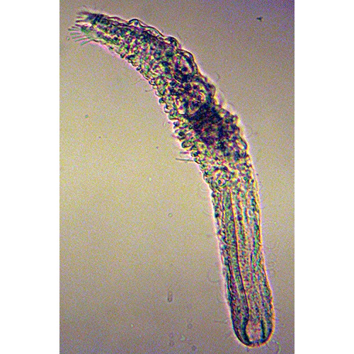 Семейство Dactylopodolidae  фото