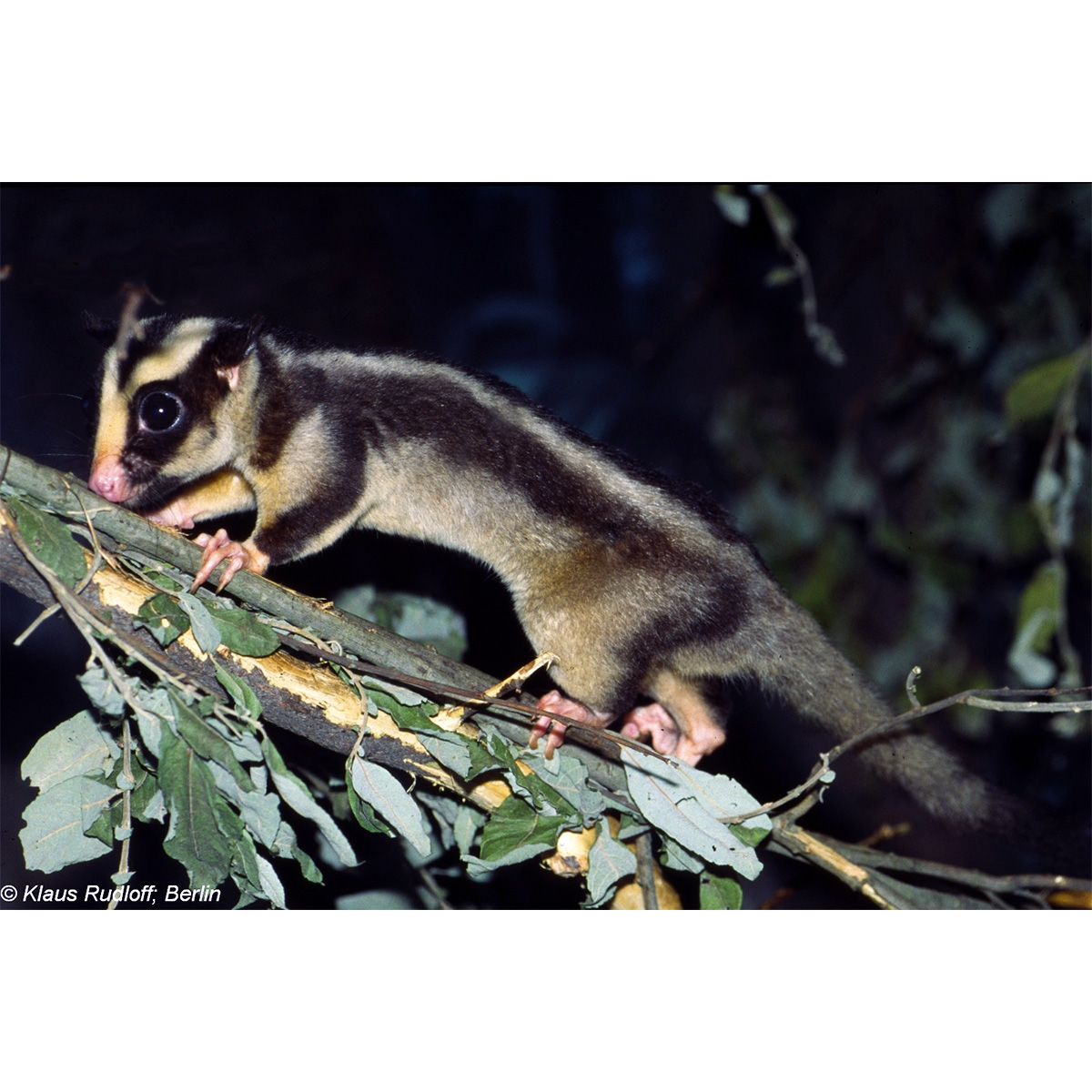 Большой полосатый кускус (Dactylopsila trivirgata) Фото №4