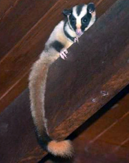 Dactylopsila trivirgata picata