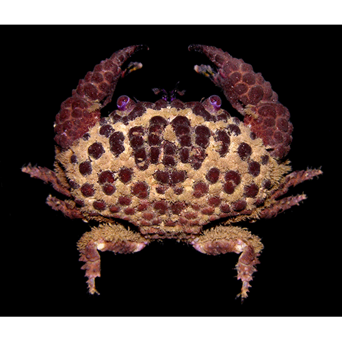 Семейство Dairoidea фото