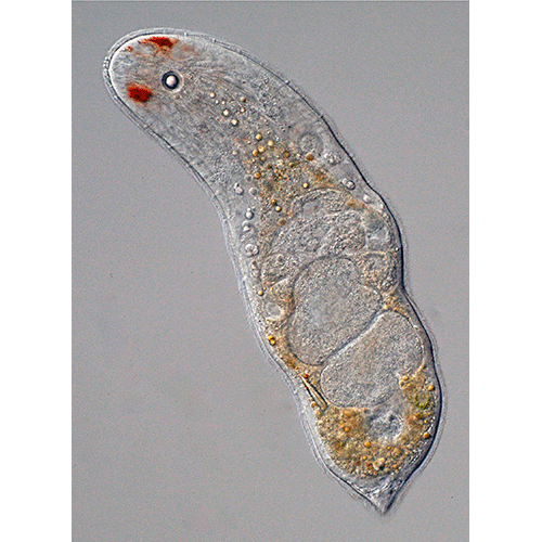 Семейство Dakuidae  фото