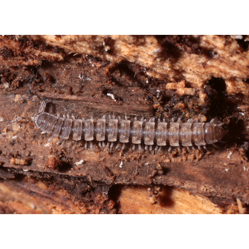 Семейство Dalodesmidae фото