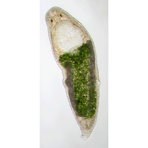 Семейство Dalyelliidae  фото