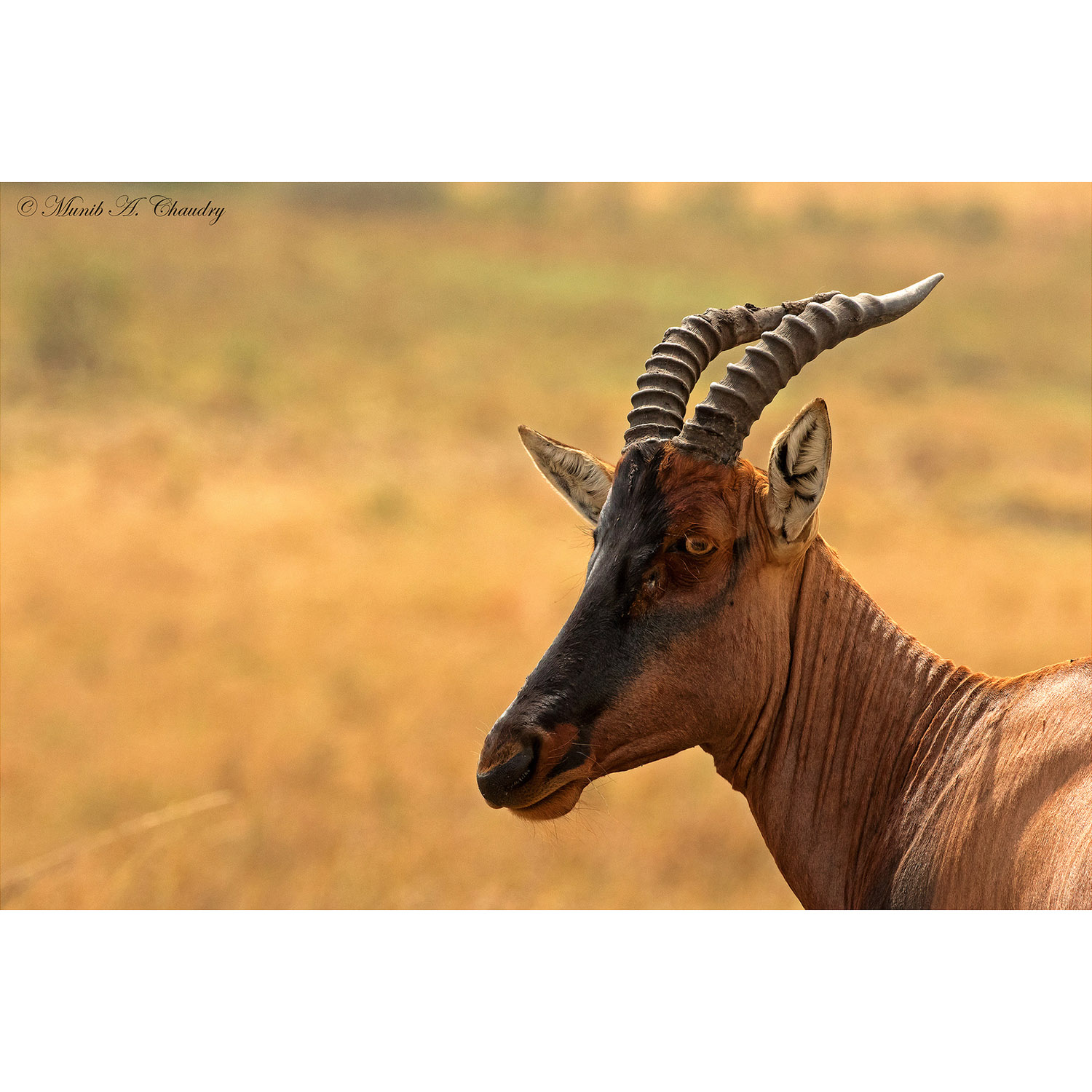 Damaliscus lunatus Фото №10