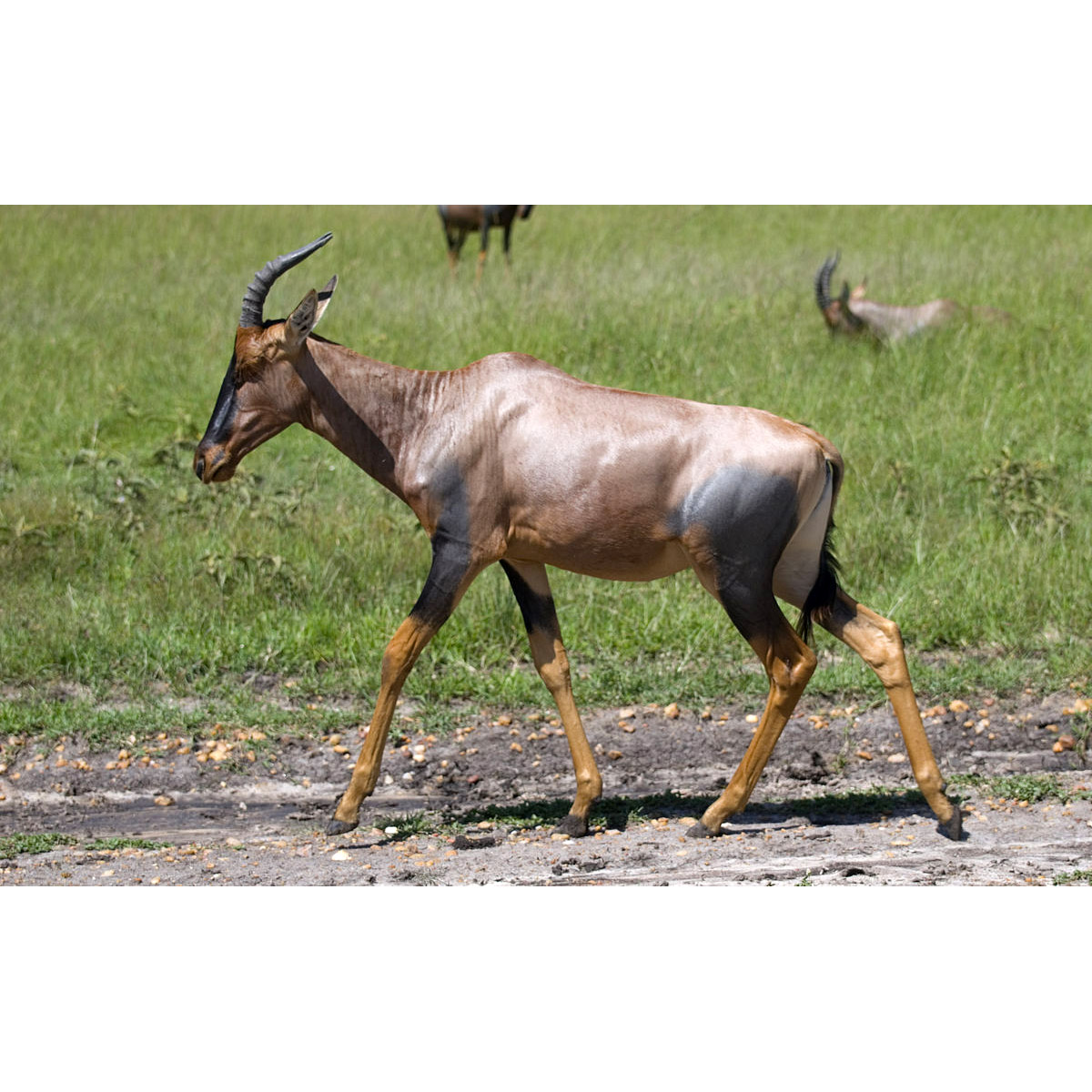 Damaliscus lunatus Фото №2