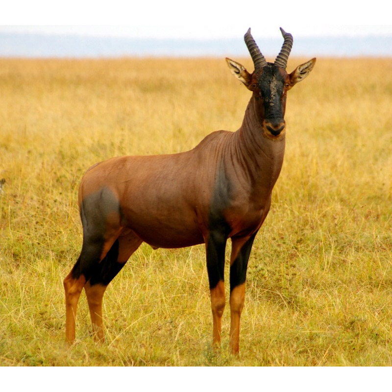 Damaliscus lunatus Фото №3