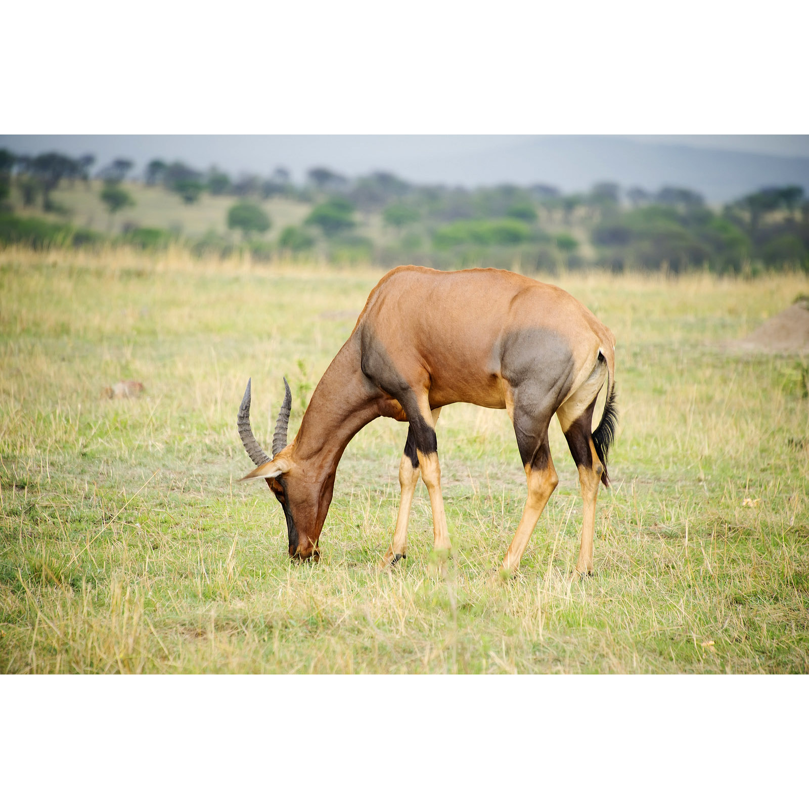 Damaliscus lunatus Фото №4