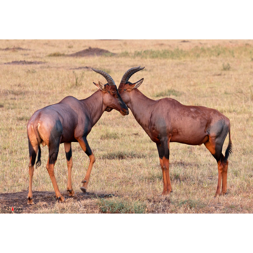 Damaliscus lunatus Фото №5