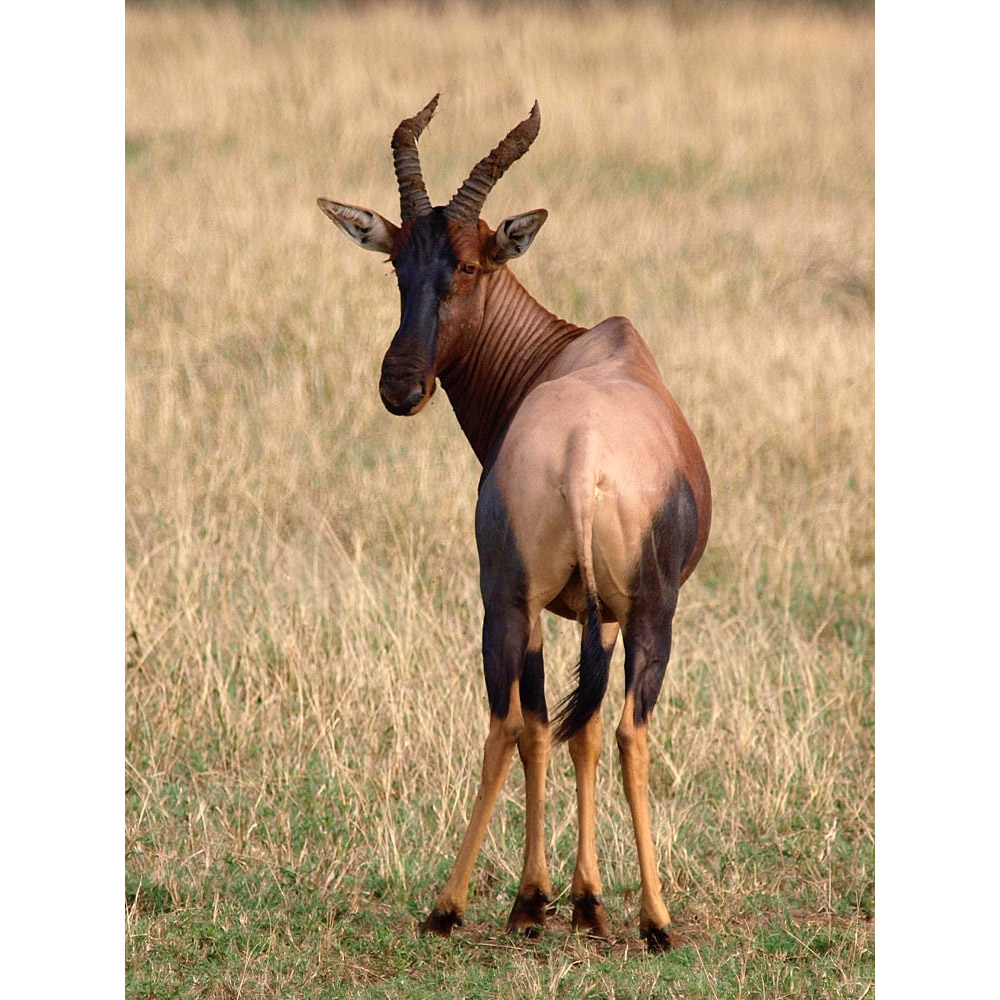 Damaliscus lunatus Фото №7