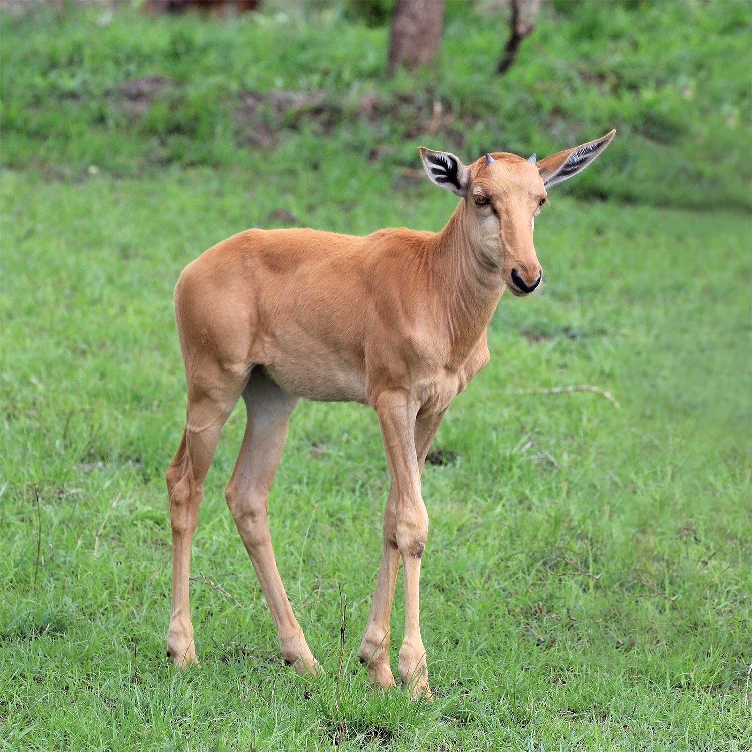 Damaliscus lunatus Фото №9