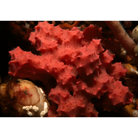 Семейство Darwinellidae  фото