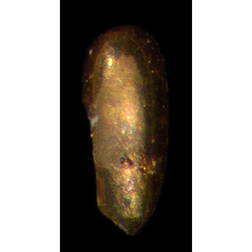 Семейство Darwinuloidea фото