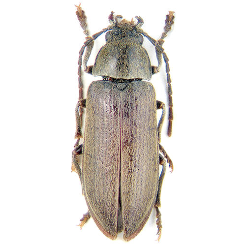 Семейство Dascilloidea фото