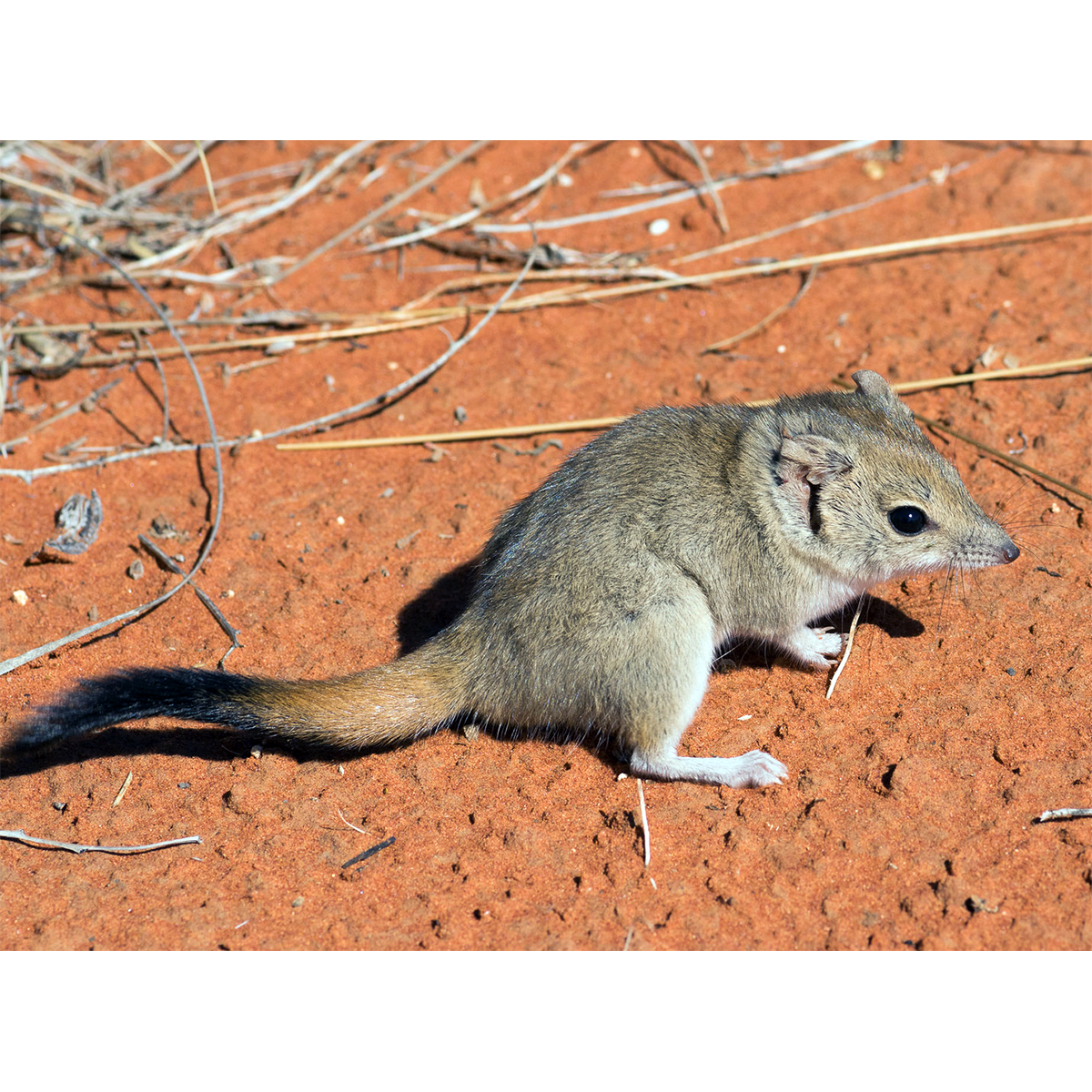 Гребнехвостая сумчатая мышь (Dasycercus cristicauda) Фото №1