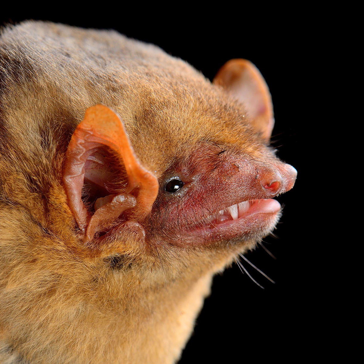 Северный желтый волосатохвост (Dasypterus intermedius) Фото №10