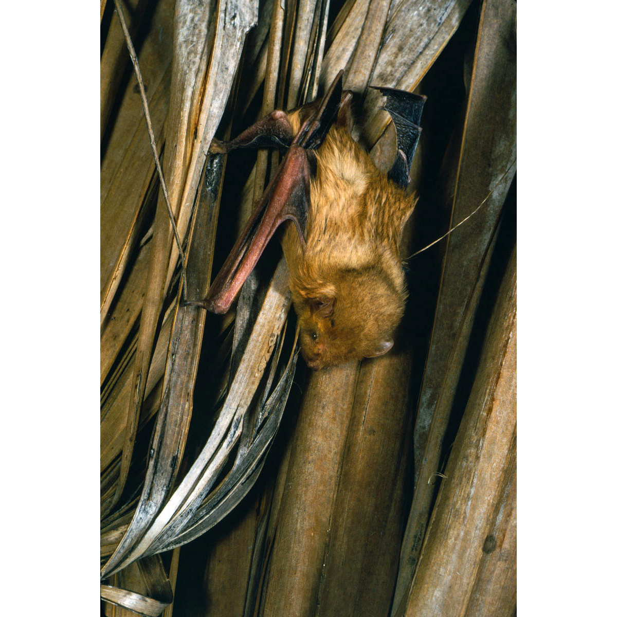 Северный желтый волосатохвост (Dasypterus intermedius) Фото №3