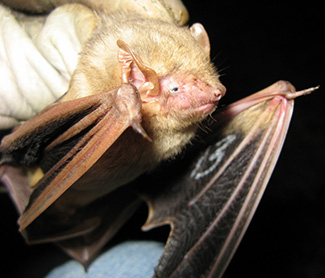 Dasypterus intermedius floridanus