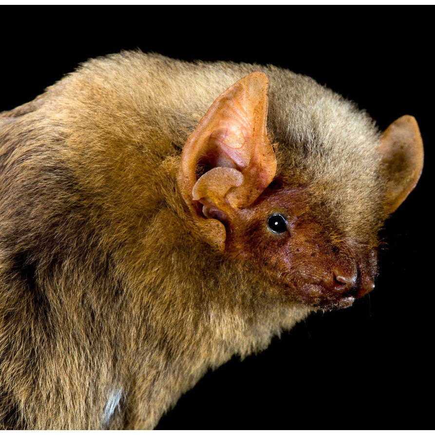 Западный желтый волосатохвост (Dasypterus xanthinus) Фото №10