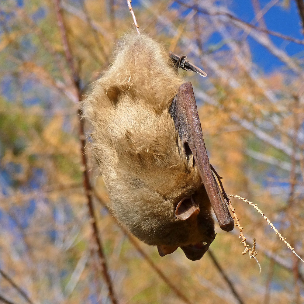 Западный желтый волосатохвост (Dasypterus xanthinus) Фото №2