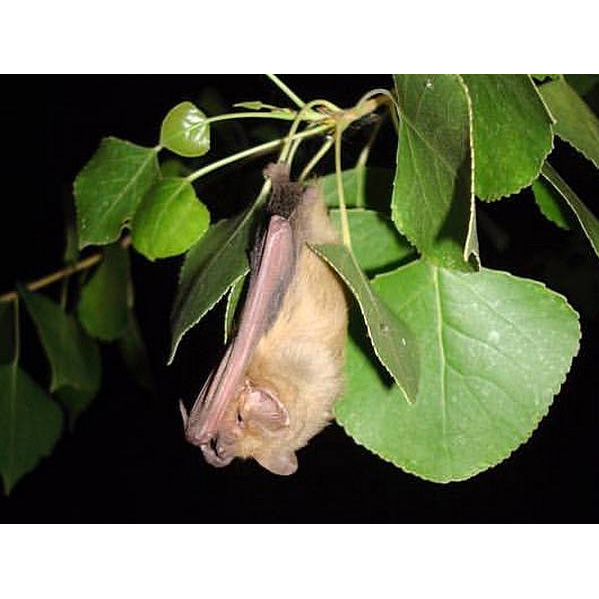 Западный желтый волосатохвост (Dasypterus xanthinus) Фото №3