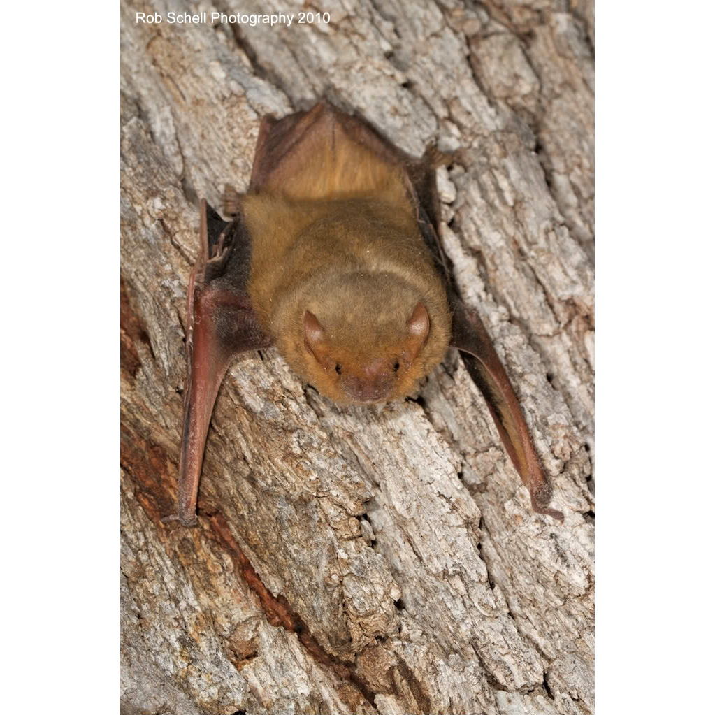 Западный желтый волосатохвост (Dasypterus xanthinus) Фото №4